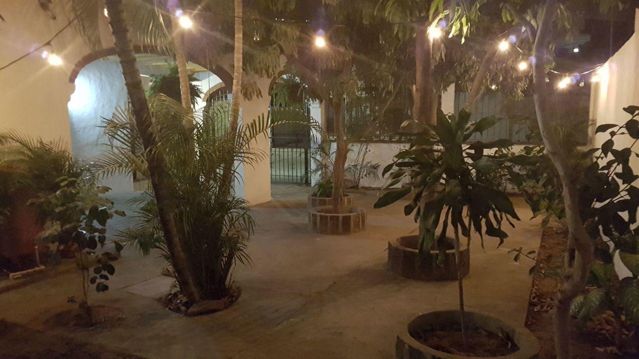 Paloma Puerto Vallarta
